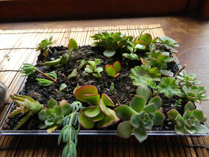 2 Easy Ways to Grow Your Own Succulents