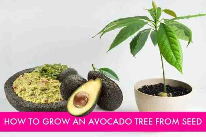 3 Simple Ways to Grow Your Own Avocado Tree