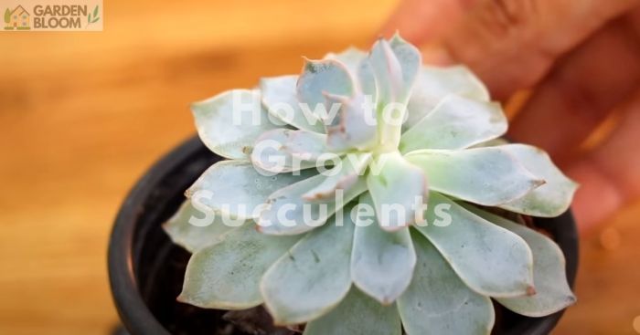 2 Easy Ways to Grow Your Own Succulents