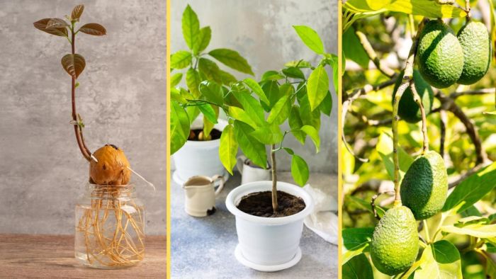 Avocado grow tree own growing kit under