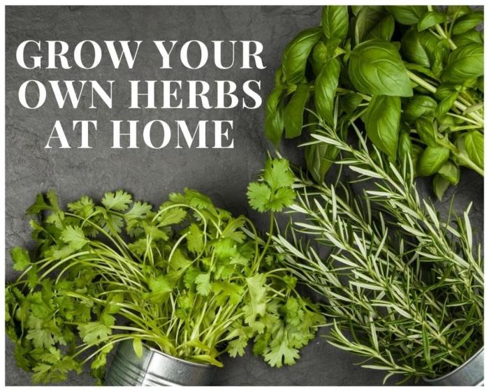 Organic lettuce carrot parsley beet dill radish tomato planting Organic lettuce carrot parsley beet dill radish tomato planting