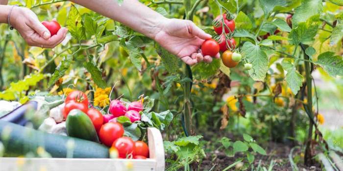 4 Easy Steps to Grow Your Own Tomatoes at Home