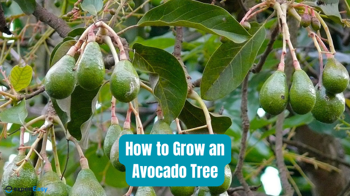 3 Simple Ways to Grow Your Own Avocado Tree