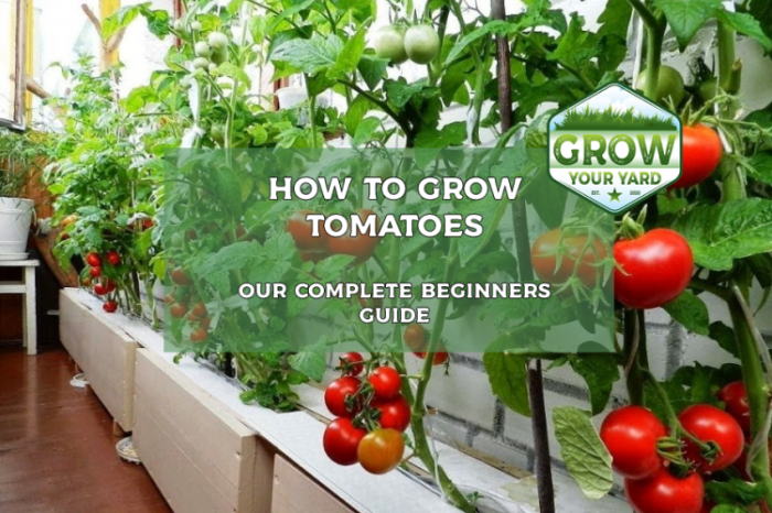 4 Easy Steps to Grow Your Own Tomatoes at Home