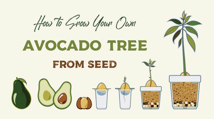 3 Simple Ways to Grow Your Own Avocado Tree