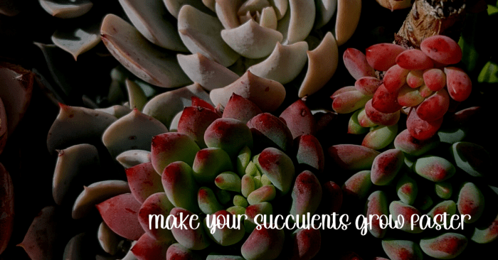 2 Easy Ways to Grow Your Own Succulents