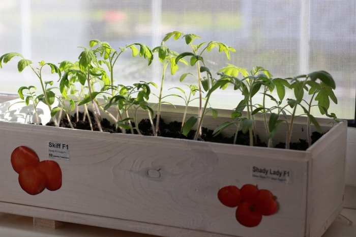 4 Easy Steps to Grow Your Own Tomatoes at Home