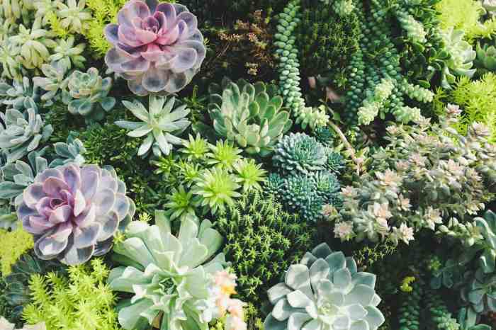 2 Easy Ways to Grow Your Own Succulents