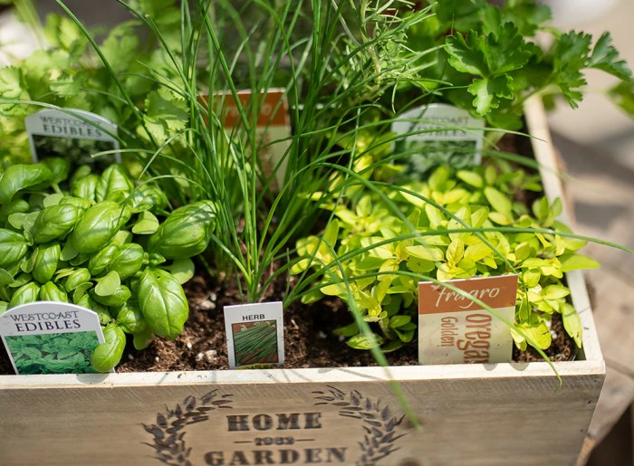 Herbs grow five raiasrecipes Herbs grow five raiasrecipes