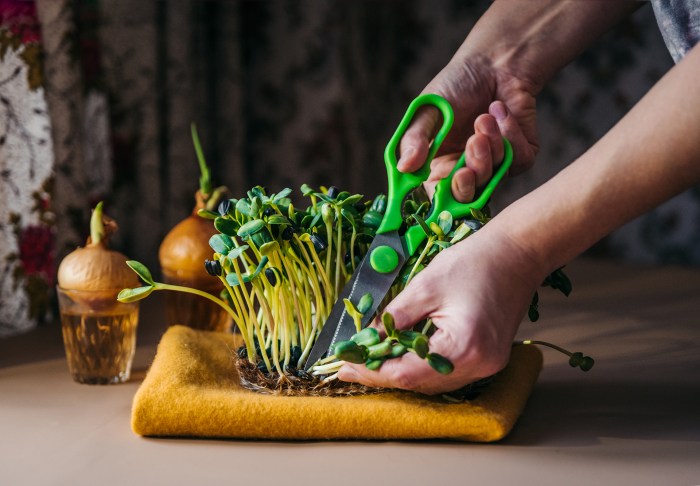 3 Simple Ways to Grow Your Own Microgreens