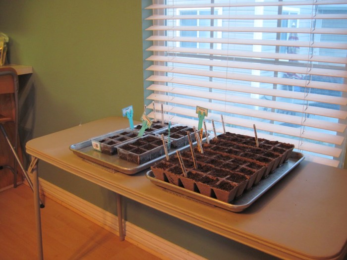 3 Steps to Grow Your Own Food in a Small Space