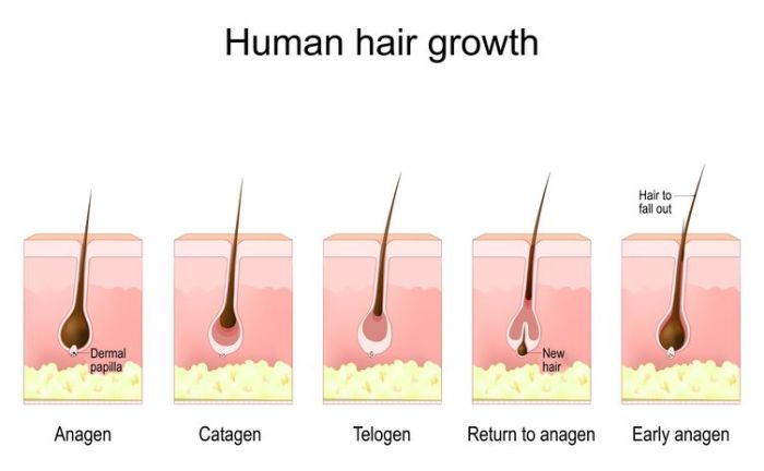 4 Simple Techniques to Grow Your Hair Longer
