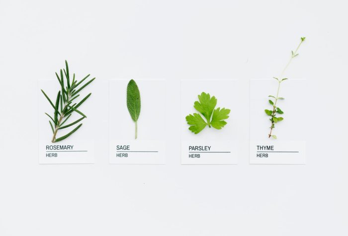 3 Simple Ways to Grow Your Own Herbs in Your Kitchen