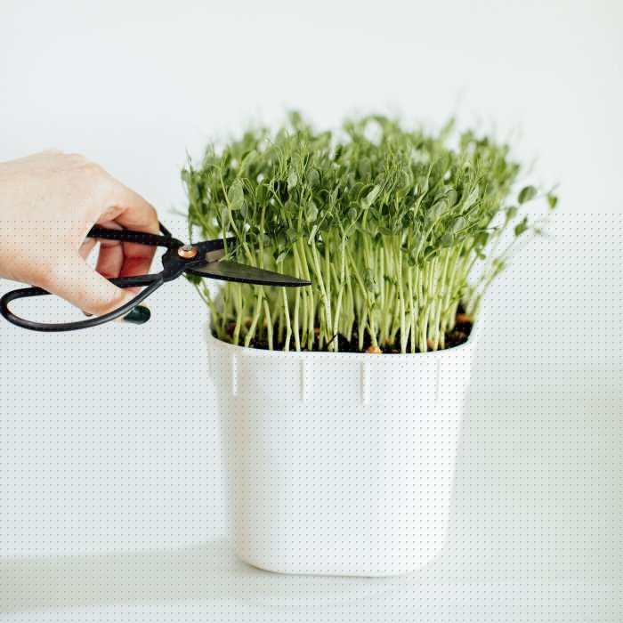3 Simple Ways to Grow Your Own Microgreens