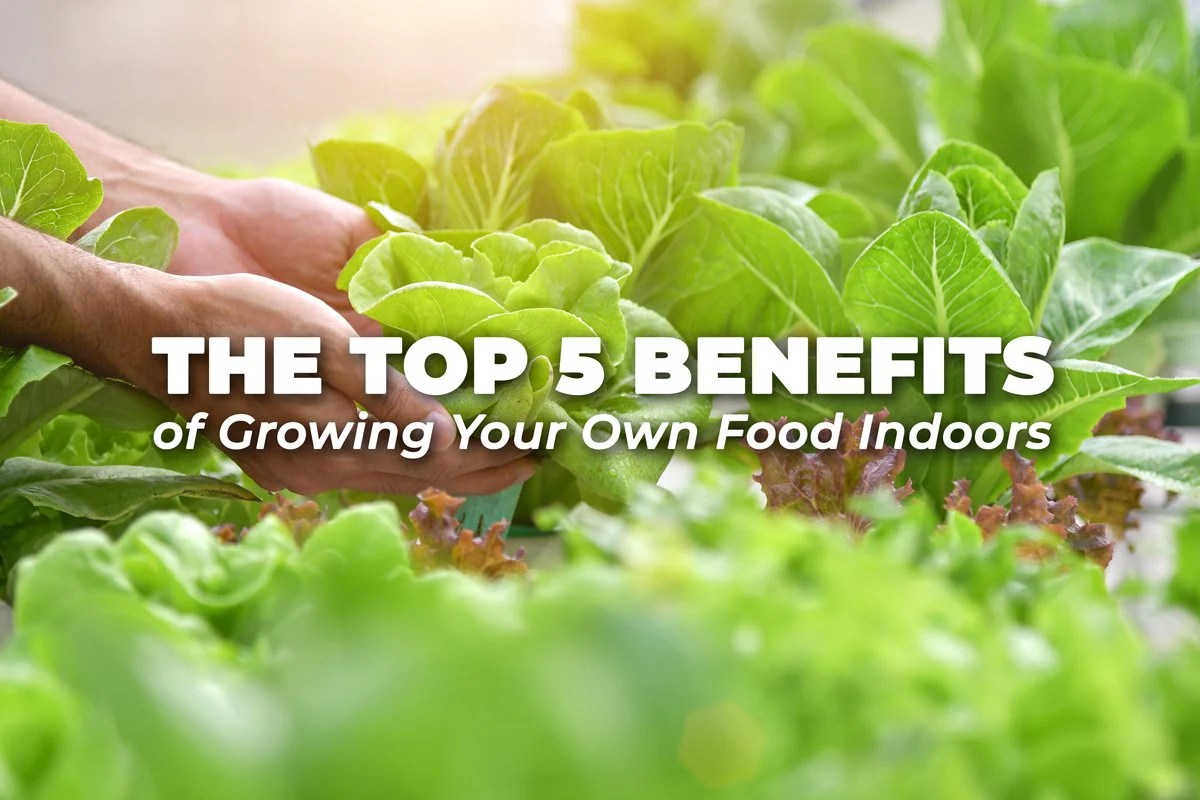 9 Benefits of Growing Your Own Food