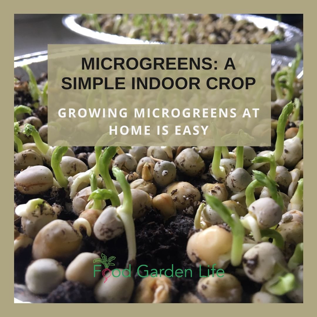 2 Easy Recipes to Grow Your Own Microgreens at Home