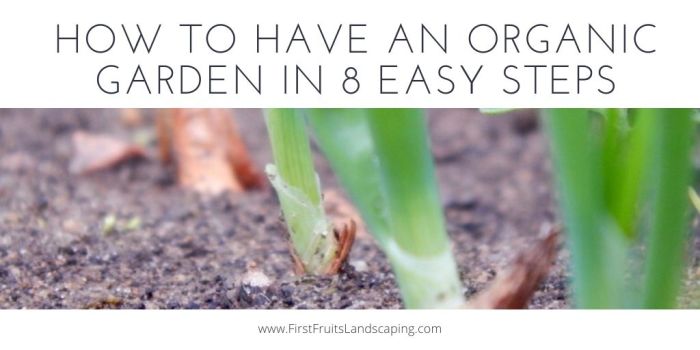 6 Steps to Grow Your Own Organic Garden