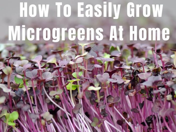 2 Easy Recipes to Grow Your Own Microgreens at Home