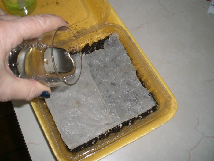 2 Easy Recipes to Grow Your Own Microgreens at Home