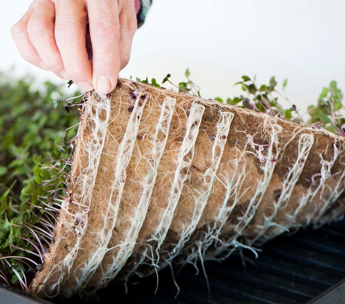 Microgreens micro green grow easy way pads jute greens growing pack can seed natural fiber Microgreens micro green grow easy way pads jute greens growing pack can seed natural fiber