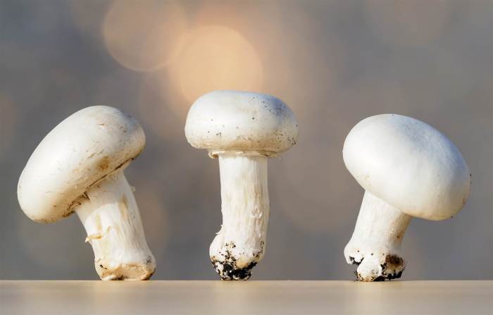 3 Simple Ways to Grow Your Own Mushrooms